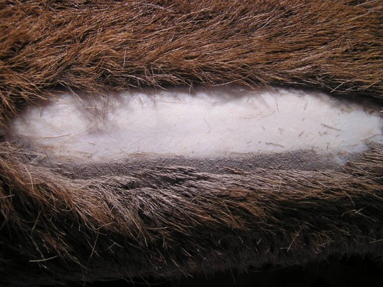 Detail of a hide wet-scraped with a fleshing knife on a beam. The white area is already finished; the grey layer is the epidermis, which must be removed.